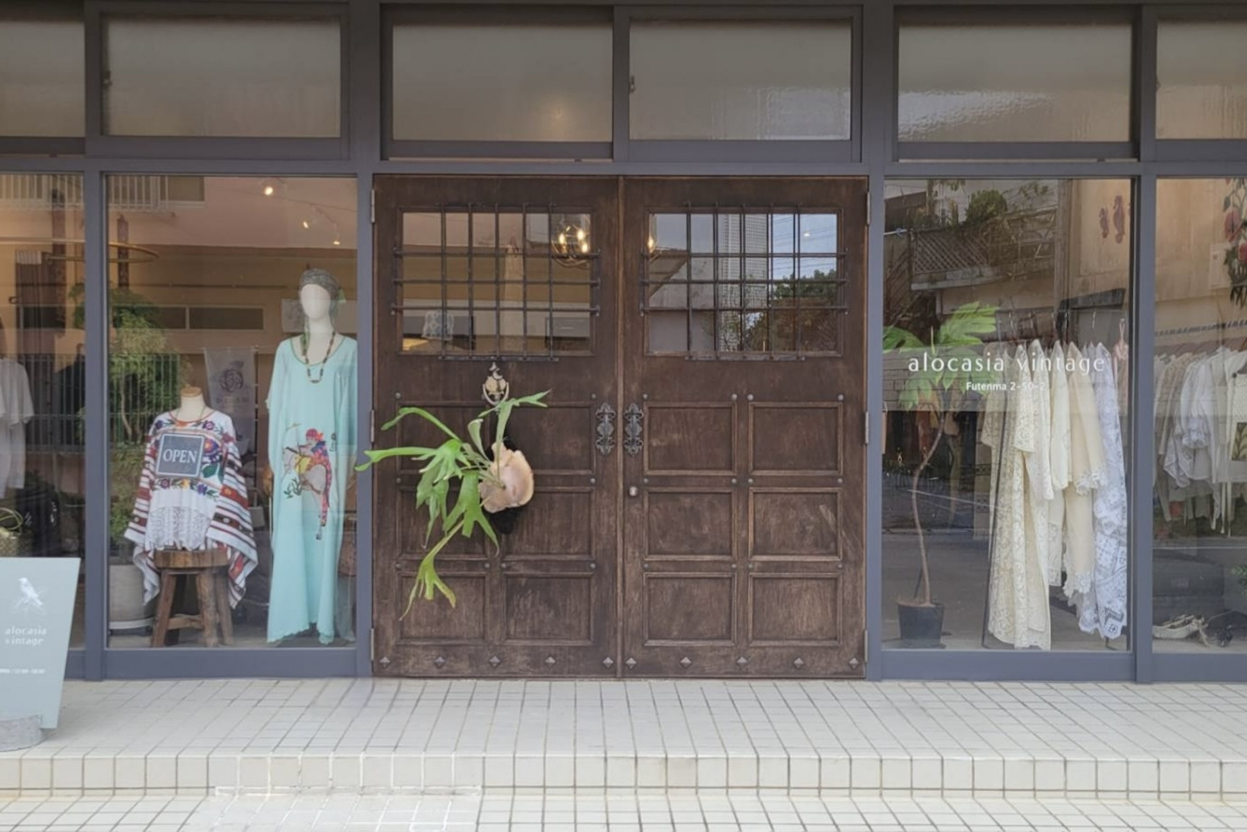 すずらん通りにあるalocasia vintage