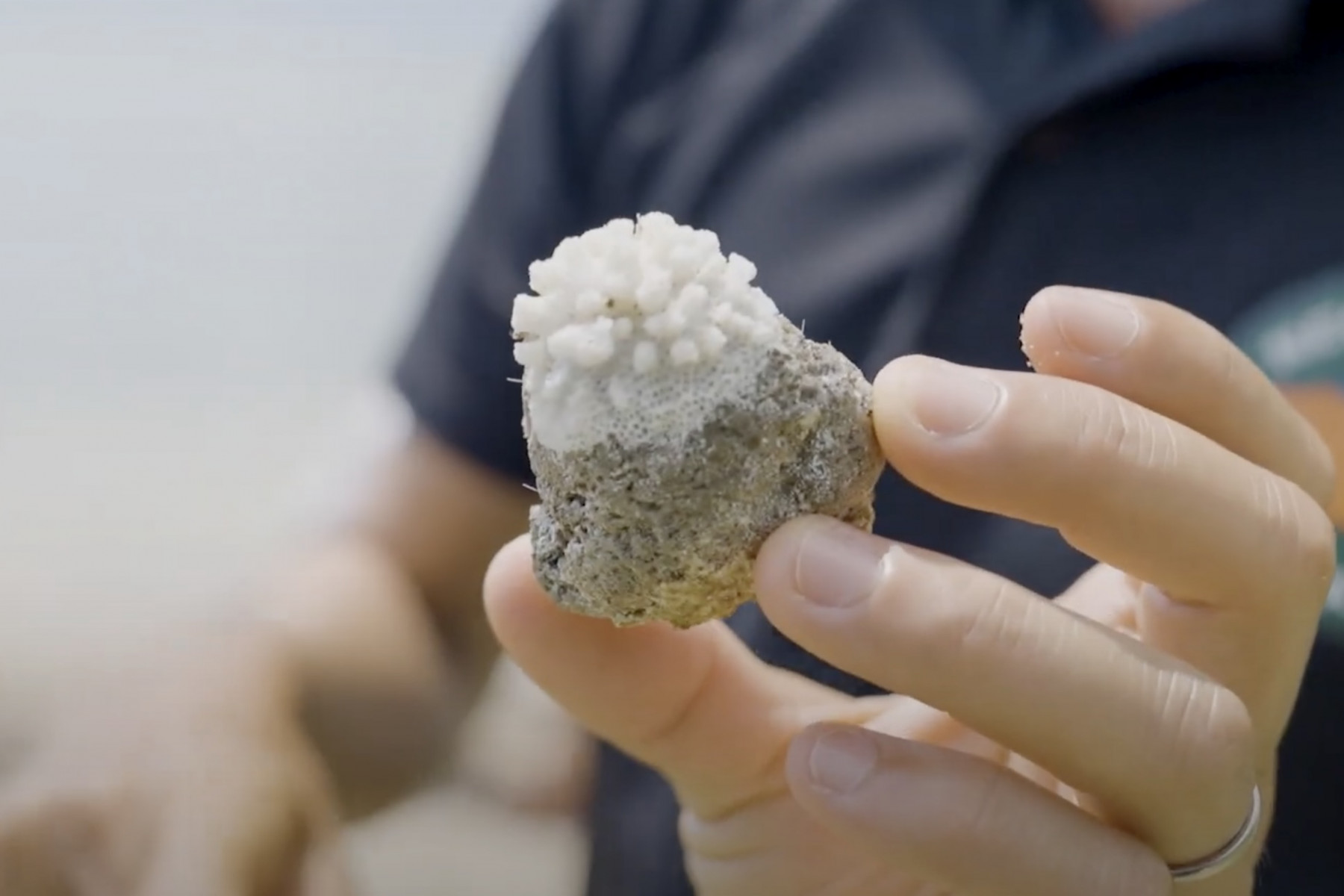 サンゴが付着した軽石。軽石に乗ってサンゴも海を移動します