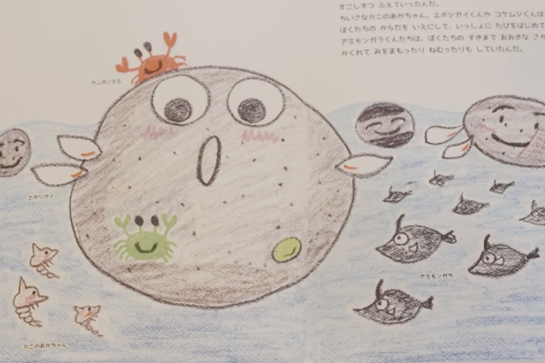 軽石がカニの棲み家となっているページ。軽石の色や成分は噴火地点の土壌やマグマの成分によって異なります