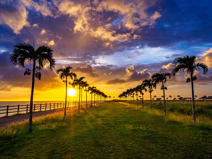 豊見城のヤシの木ロード