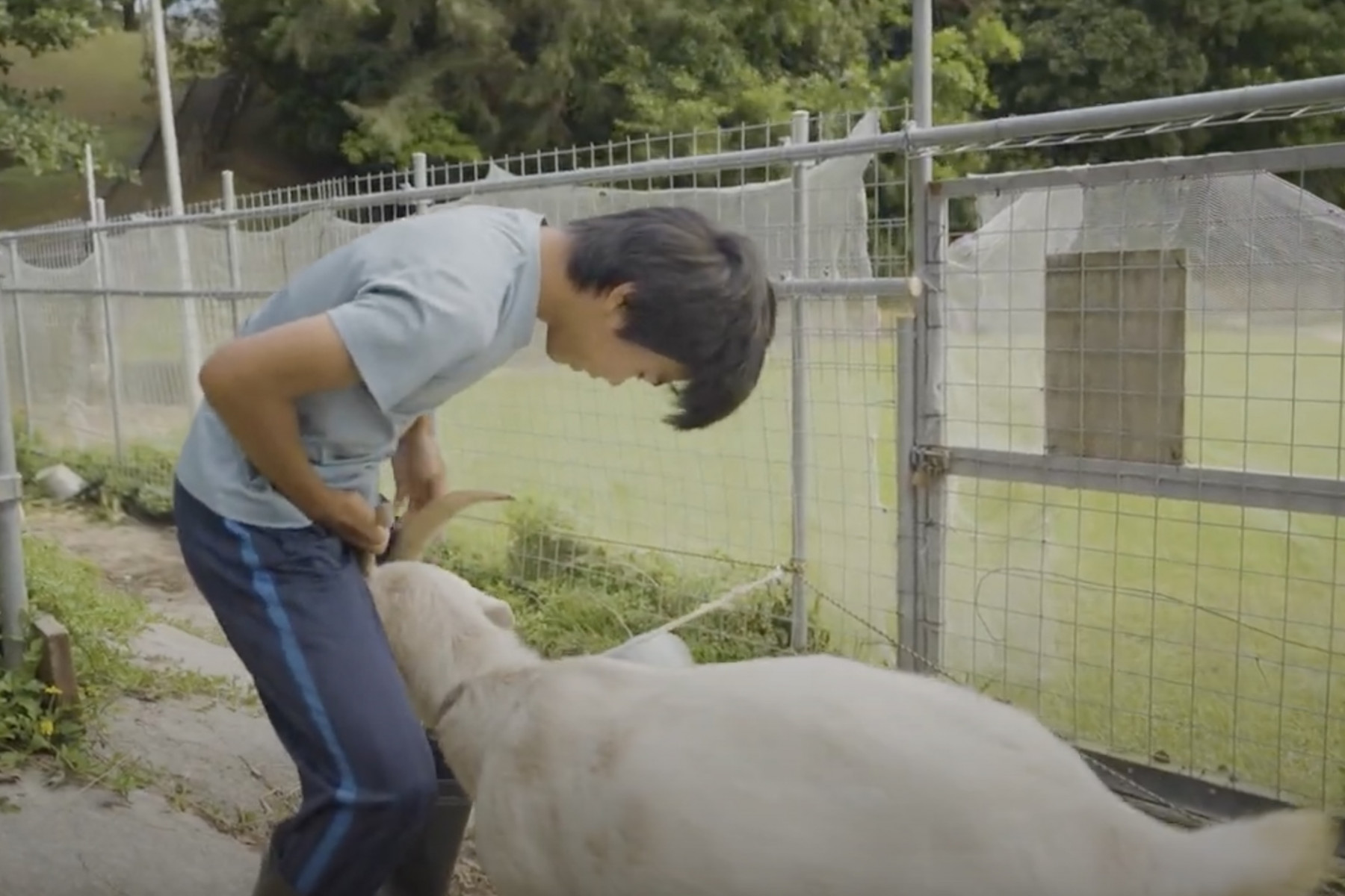 動物の世話をする子ども