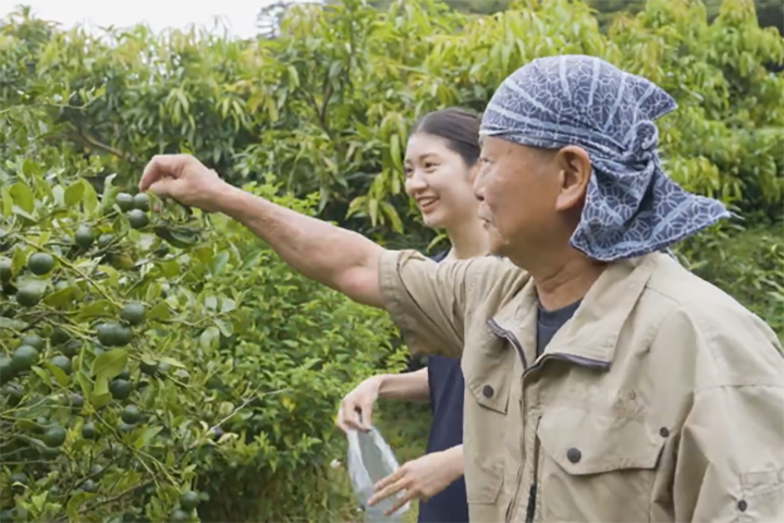 シークヮーサーの上手な収穫の方法を上原さんにレクチャーする澤岻さん