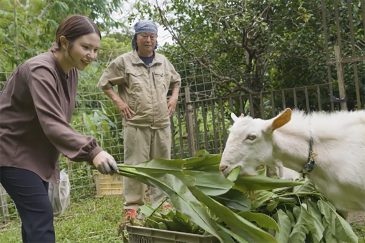 翁長さんもヤギのごはんやりに挑戦