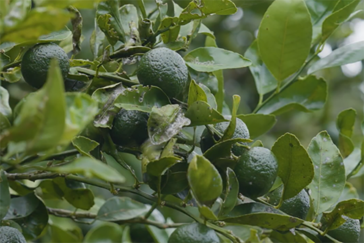 シークヮーサー