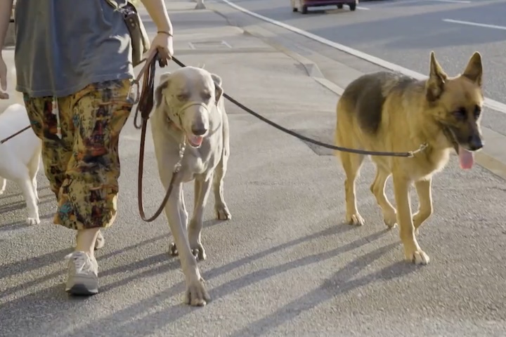 訓練された犬たちは、前山田さんの歩調に合わせて歩きます