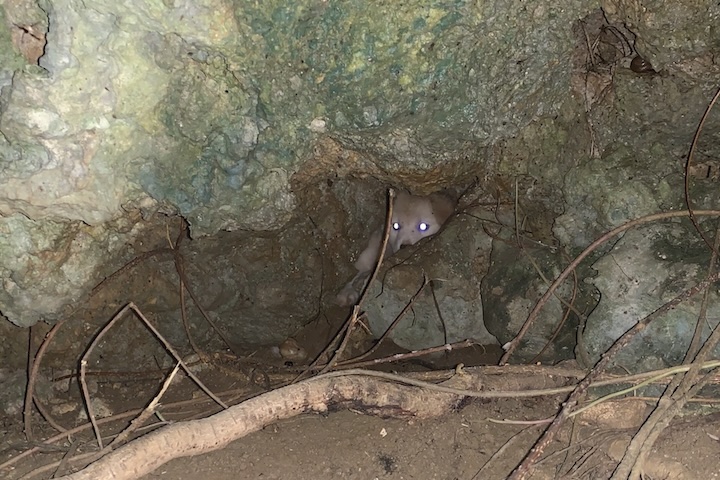 ハクソーリッジで発見された当時のグレイスの子ども