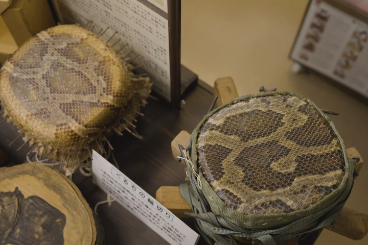 三線の胴に張られているのはニシキヘビの皮