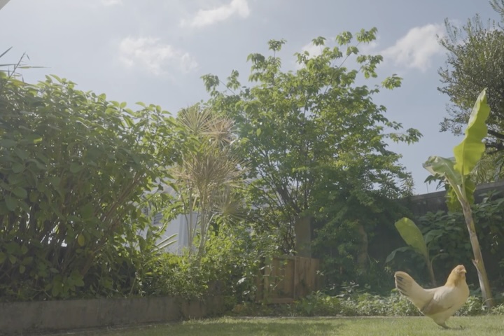 沖縄野菜が育ち、ニワトリがのびのび遊ぶ庭