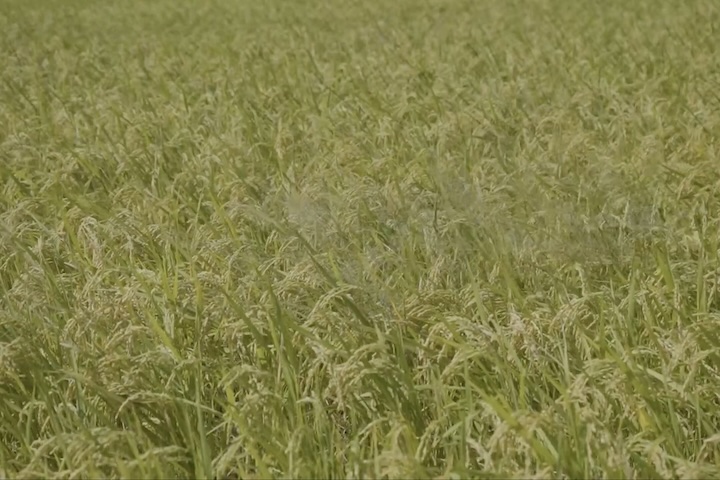 田んぼの稲が収穫の時期を迎えます