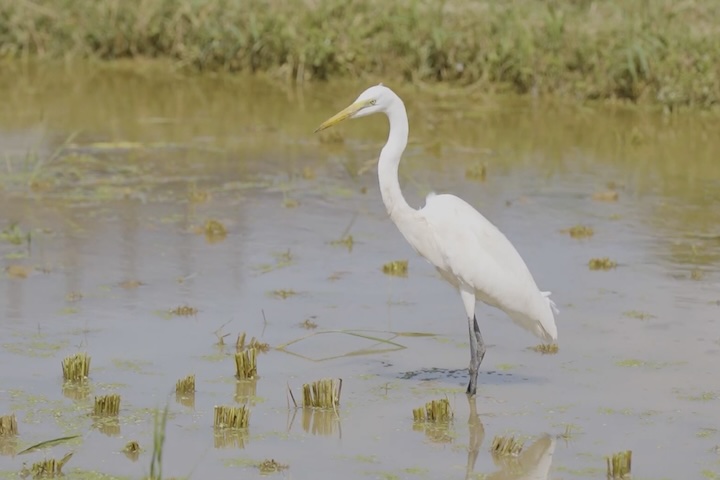 収穫後の田んぼの生物を狙う白鷺