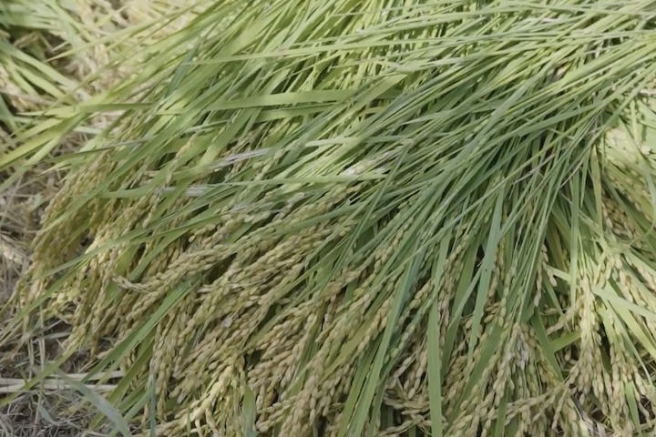 収穫した稲はこれから脱穀までの二週間ほど乾燥させます