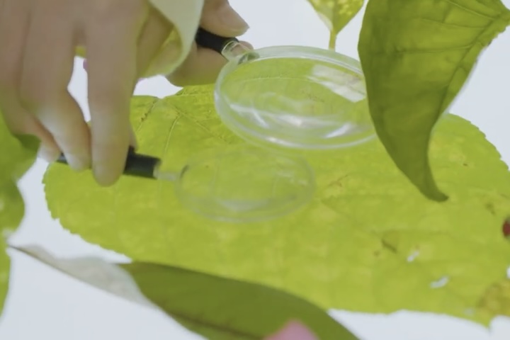 葉っぱを観察