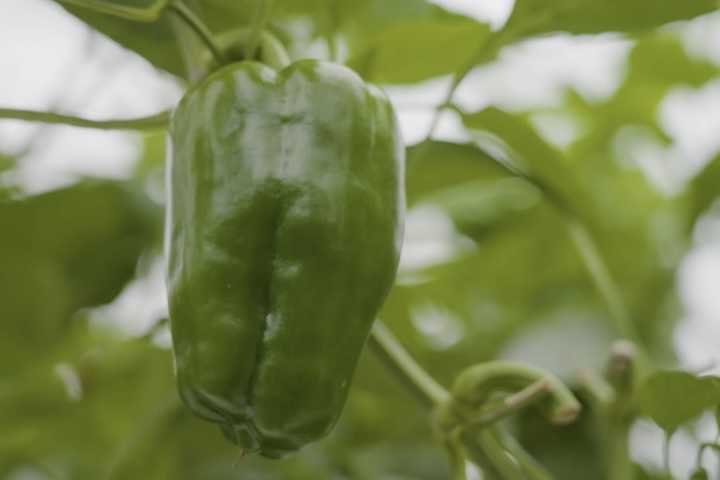 MASAさんが育てている肉厚で甘みのあるピーマン