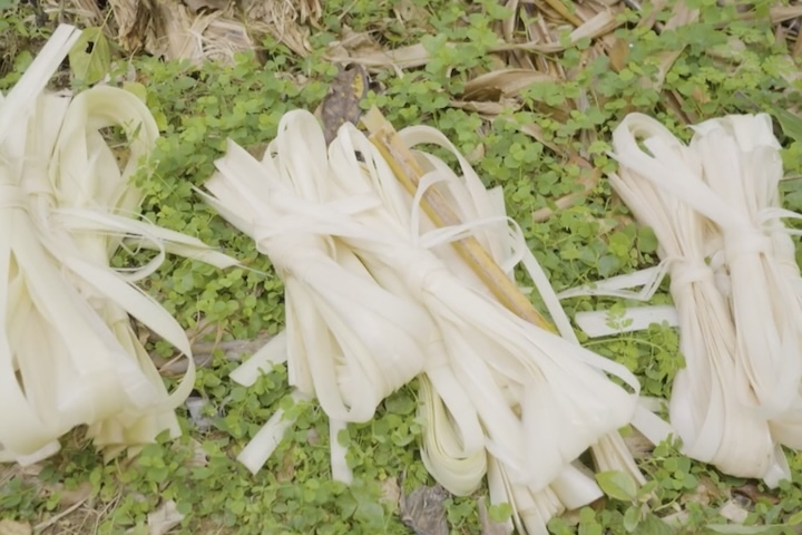 苧剥ぎした原皮（げんぴ）を束ねます