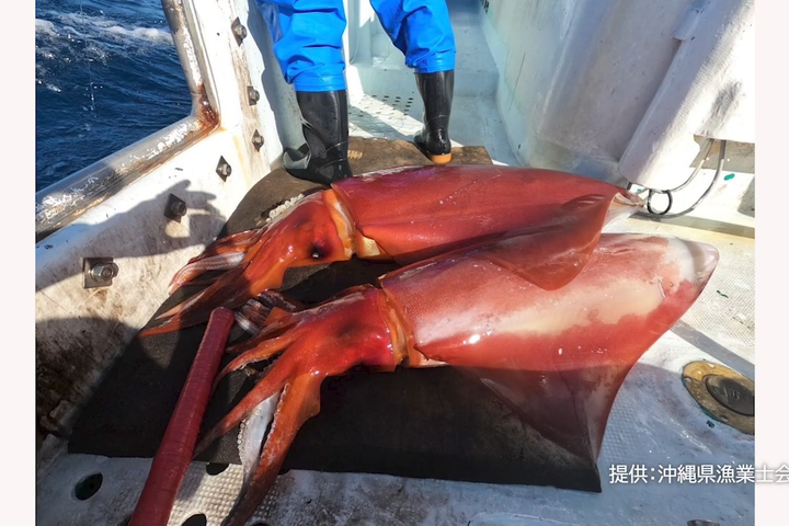大型のソデイカはゲソも大きく、船上でスペースを取るため廃棄されているそう