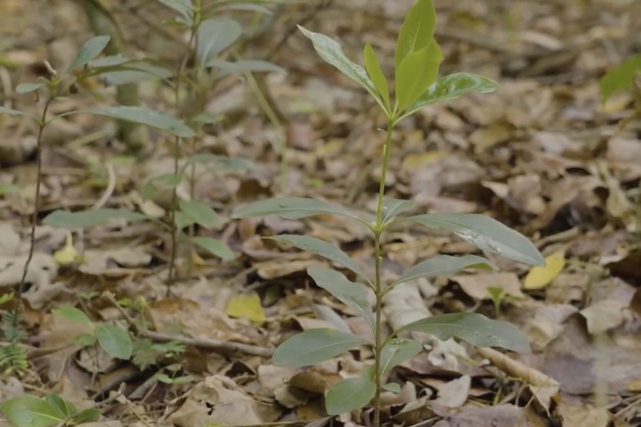 赤土だった土地が落ち葉などの堆積で、栄養のあるふかふかな土に