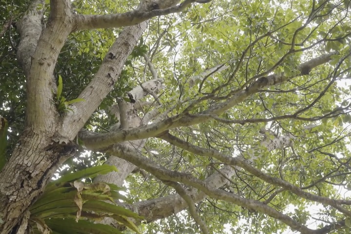 樹齢100年近いタブノキ