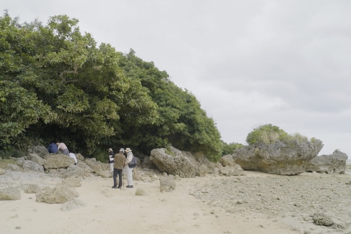 南城市の海岸でクロヨナの木を観察