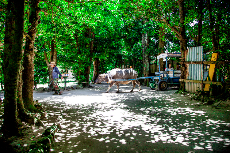 時が止まる楽園・備瀬のフクギ並木