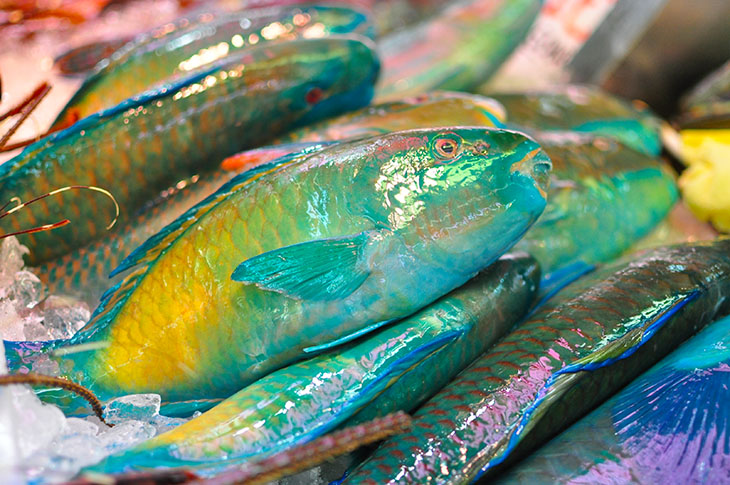 ”イラブチャー”（和名アオブダイ)