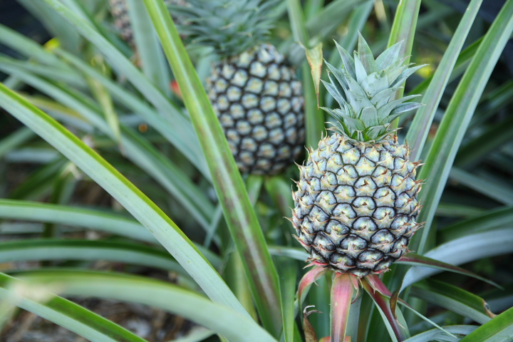 パイナップル