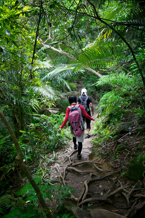ピナイサーラの滝までの道