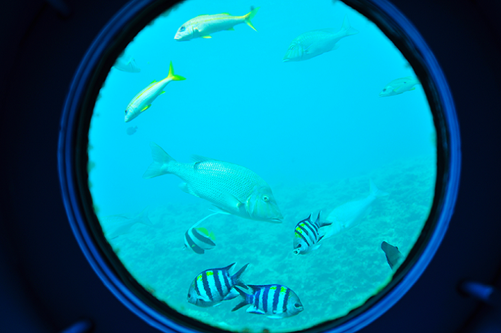 サンゴ礁、熱帯魚たち