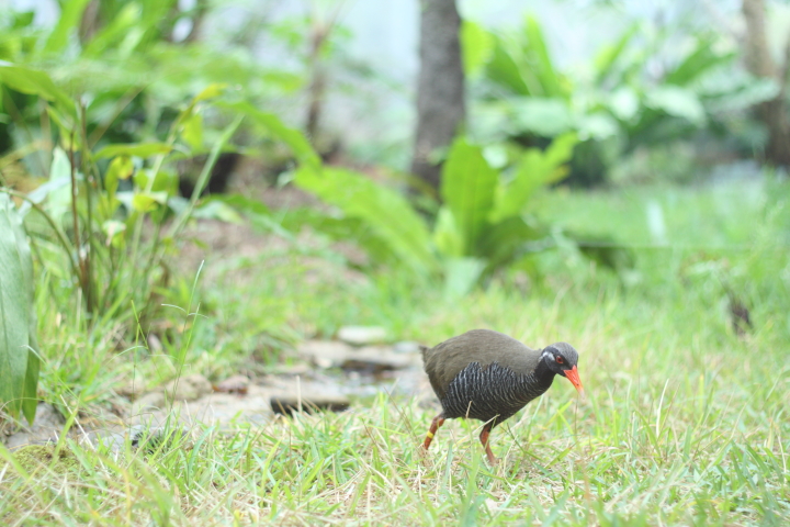 やんばるくいな ヤンバルクイナに会える！やんばるの「ヤンバルクイナ生態展示