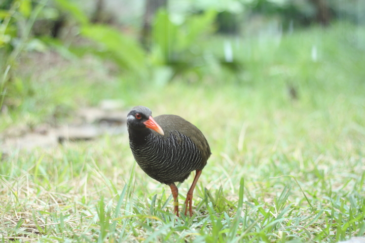 ヤンバルクイナ