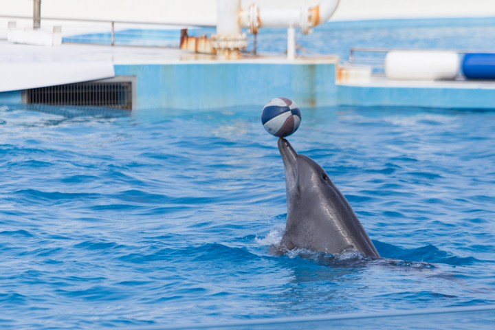 沖縄美ら海水族館
