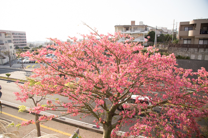 トックリキワタ