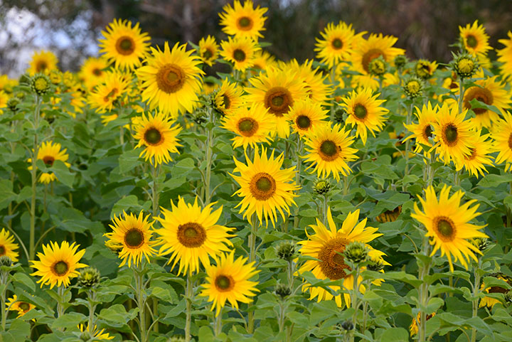 元気いっぱいに咲くひまわり
