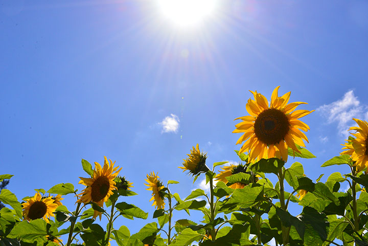 太陽に向かって咲くひまわり