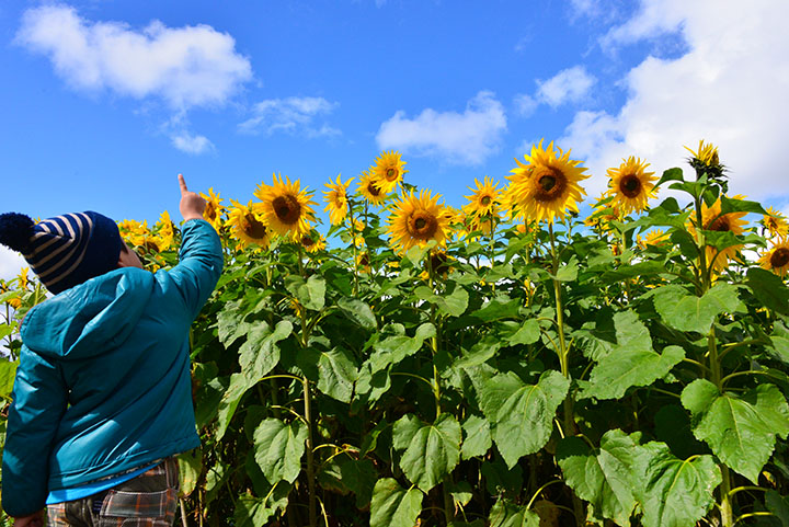 北中城のひまわり畑