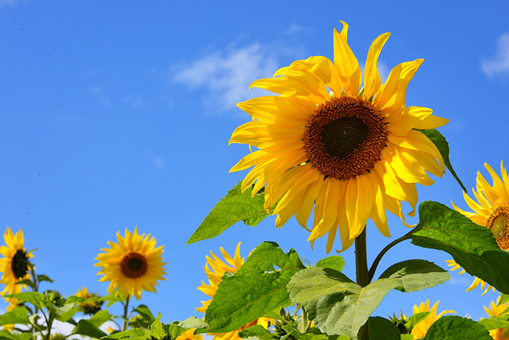 日本一早いひまわり畑