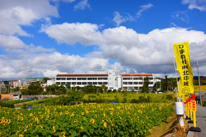 ひまわりIN北中城