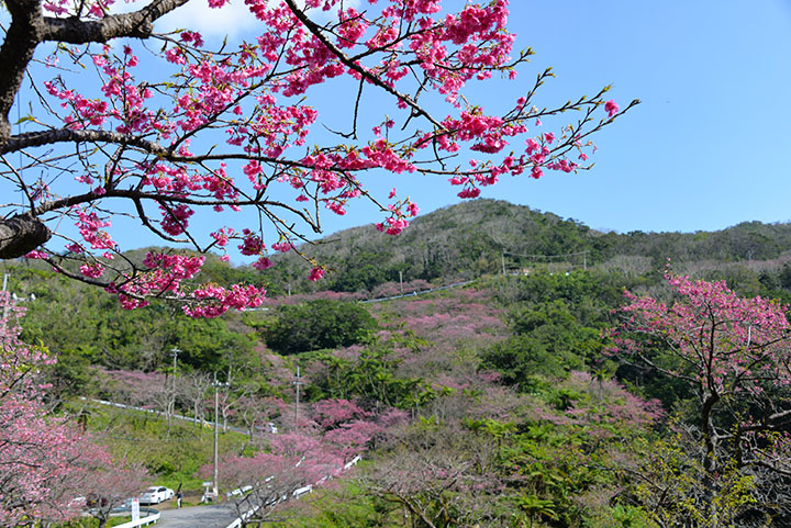 本部八重岳の桜