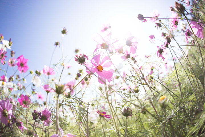 コスモス