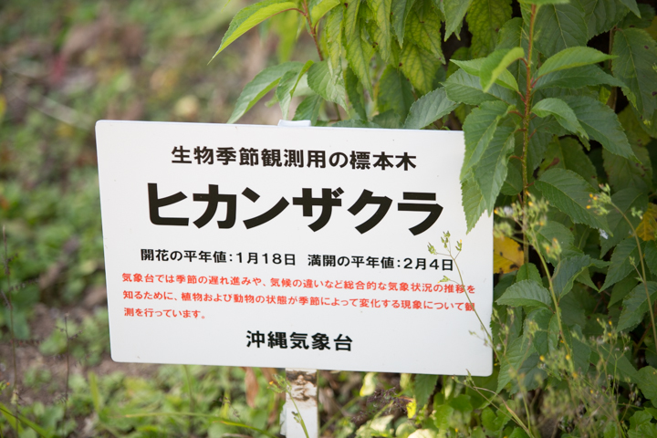 ヒカンザクラ標本木の看板