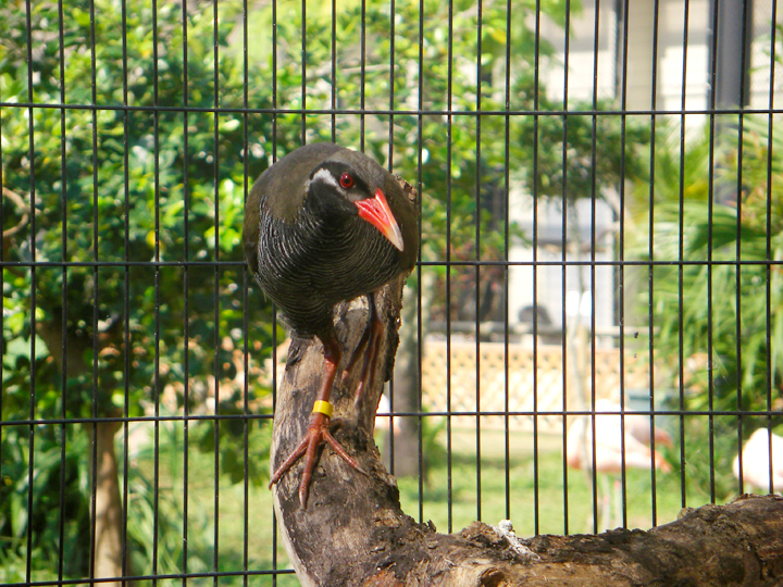 ヤンバルクイナ