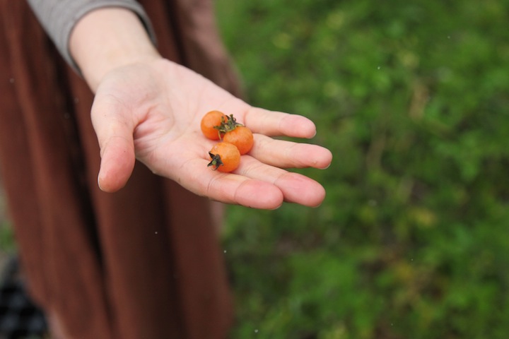 食べられる野草