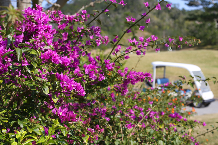 カヌチャゴルフコースのブーゲンビリア
