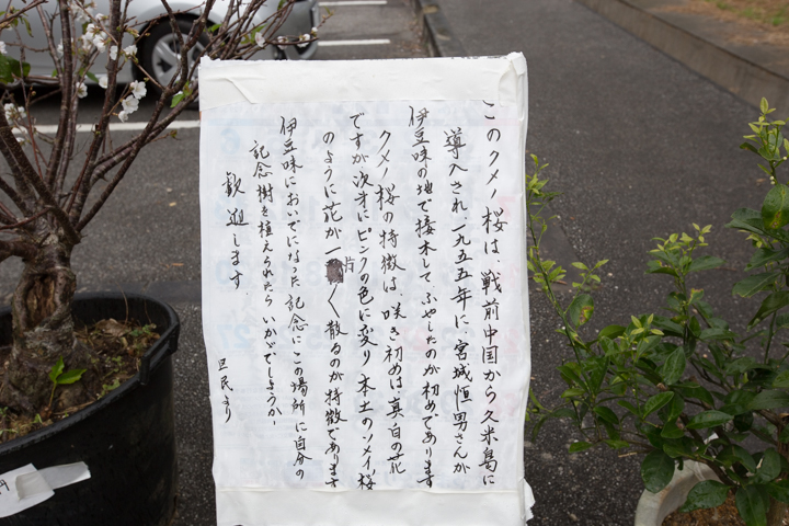 沖縄の久米島に持ち帰られた桜