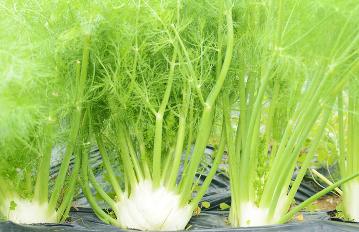 イーチョーバーの茎