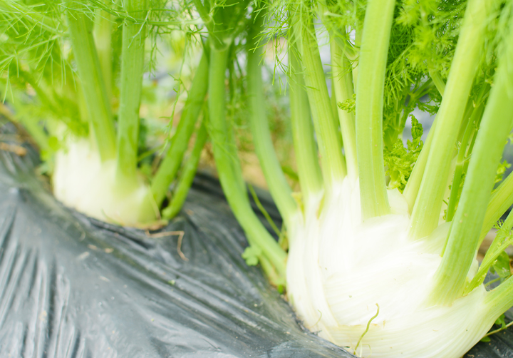 イーチョーバー根本