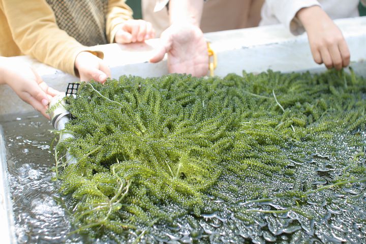 海ぶどう農園