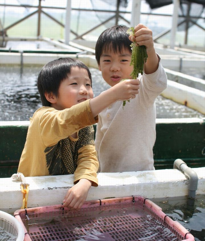太陽の恵みをたっぷりうけて大きく成長した海ぶどう