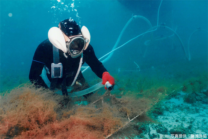 もずくはきれいな海でしか生育しない