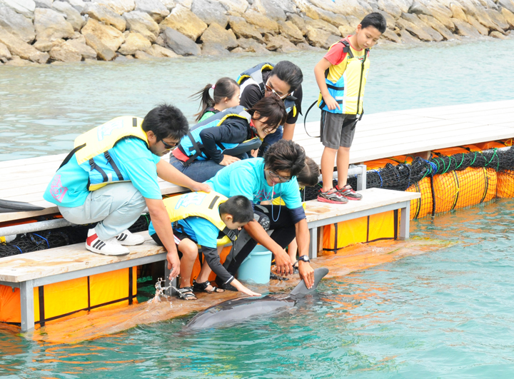 いるかと触れ合える