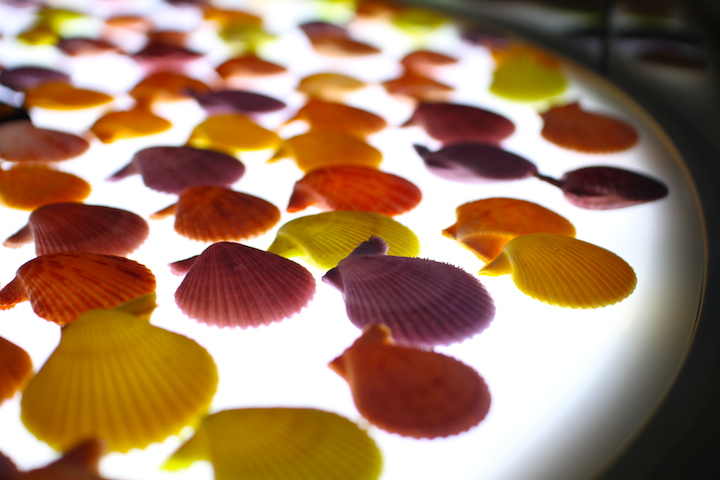 貝殻アクセサリー